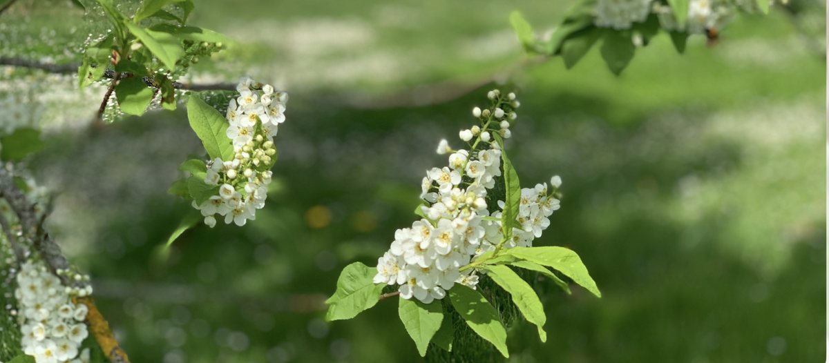 Delicate white spring blossom