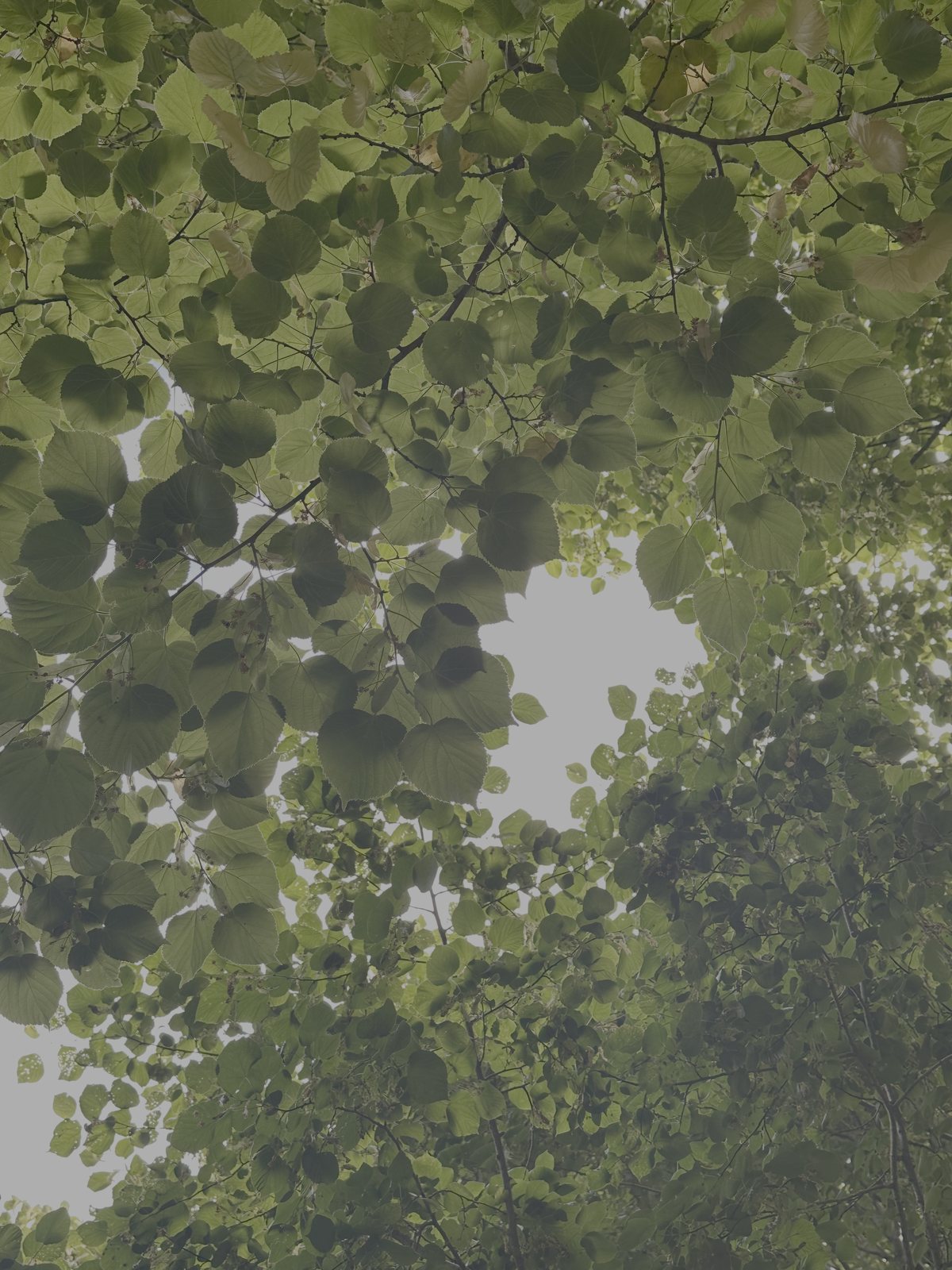 Sunlight through a canopy of linden leaves