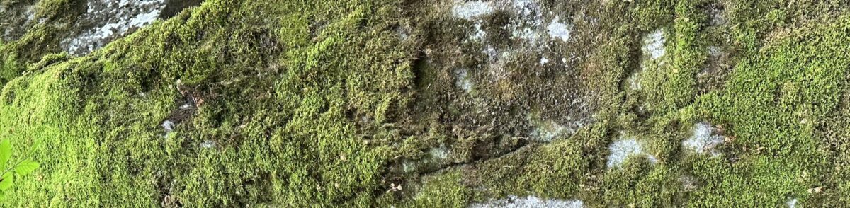Soft green moss covering an old stone