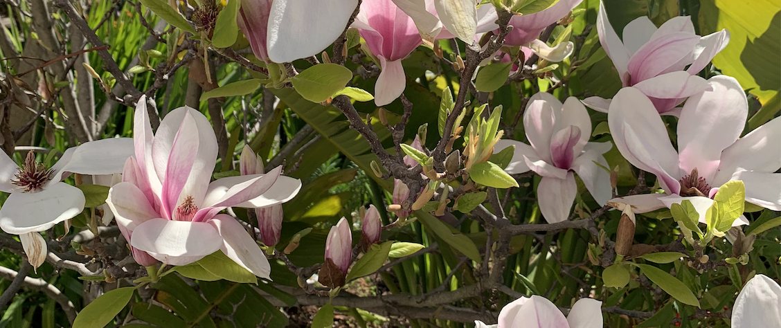 Pink tulip-magnolia blossom in spring