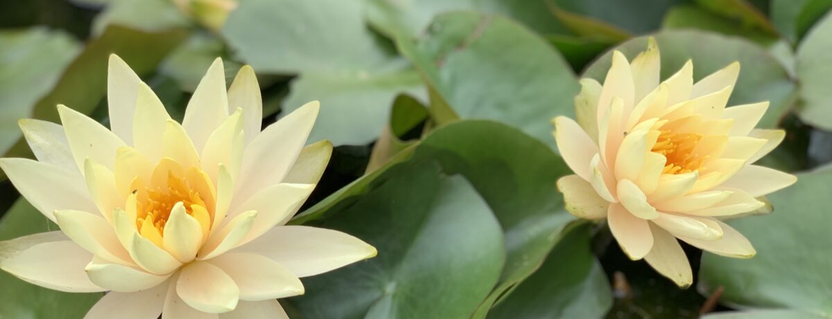 Water lilies in bloom on a pond