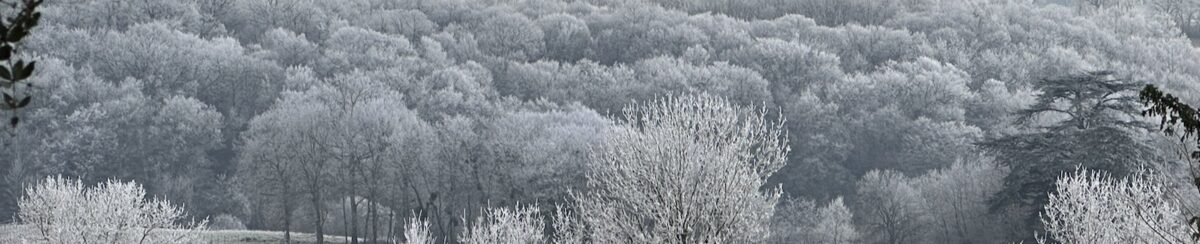 A forest under hoar frost on a winter morning